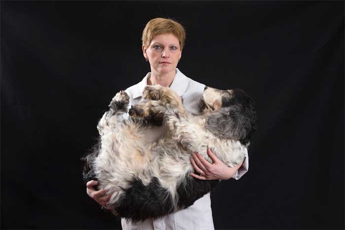 Городская Ритуальная Служба для домашних животных в городе Сергиев Посад Московская области