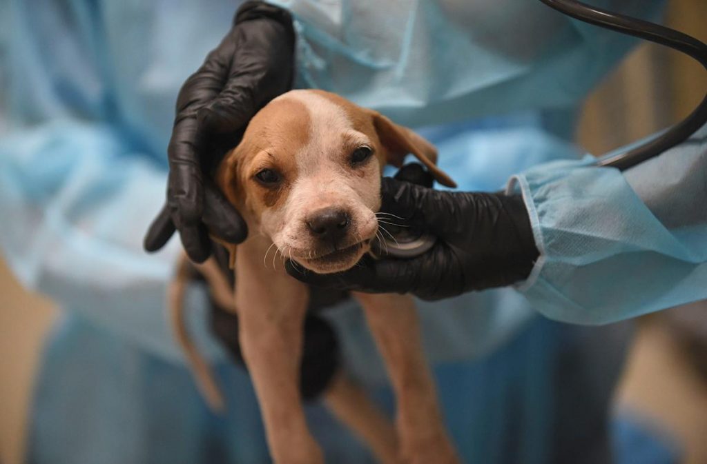 Гуманное усыпление домашних животных г. Сергиев Посад Московской области