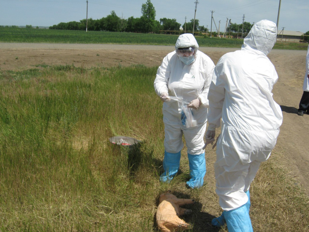 Вывоз трупов умерших животных в г. Сергиев Посад Московской области