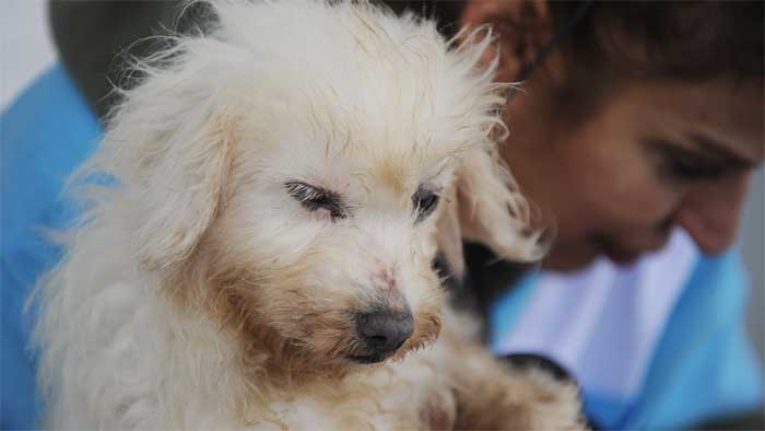 Эвтаназия домашних животных собаки, кошки в городе Сергиев Посад Московской области
