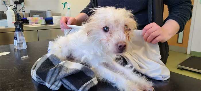 Усыпить собаку безболезненно (наркоз), усыпить кошку безболезненно (наркоз) в г. Сергиев Посад Московской области