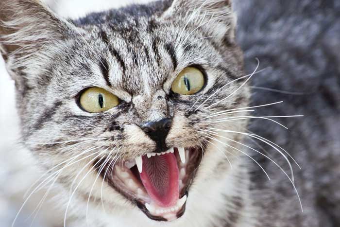 Усыпление агрессивных животных (собаки, кошки) в г. Сергиев Посад Московской области