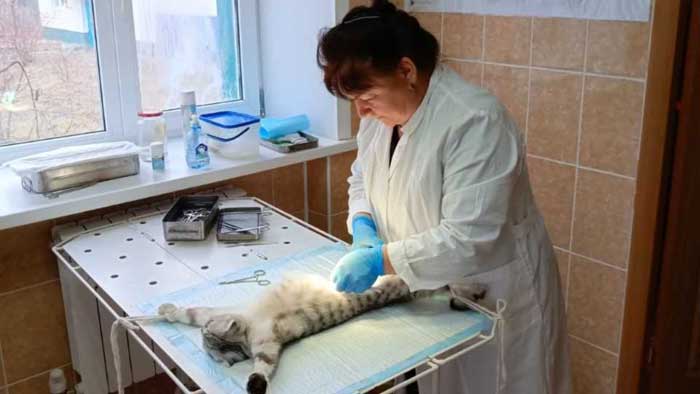 Патологоанатомическое вскрытие животного (собаки, кошки, кролика) в г. Сергиев Посад Московской области